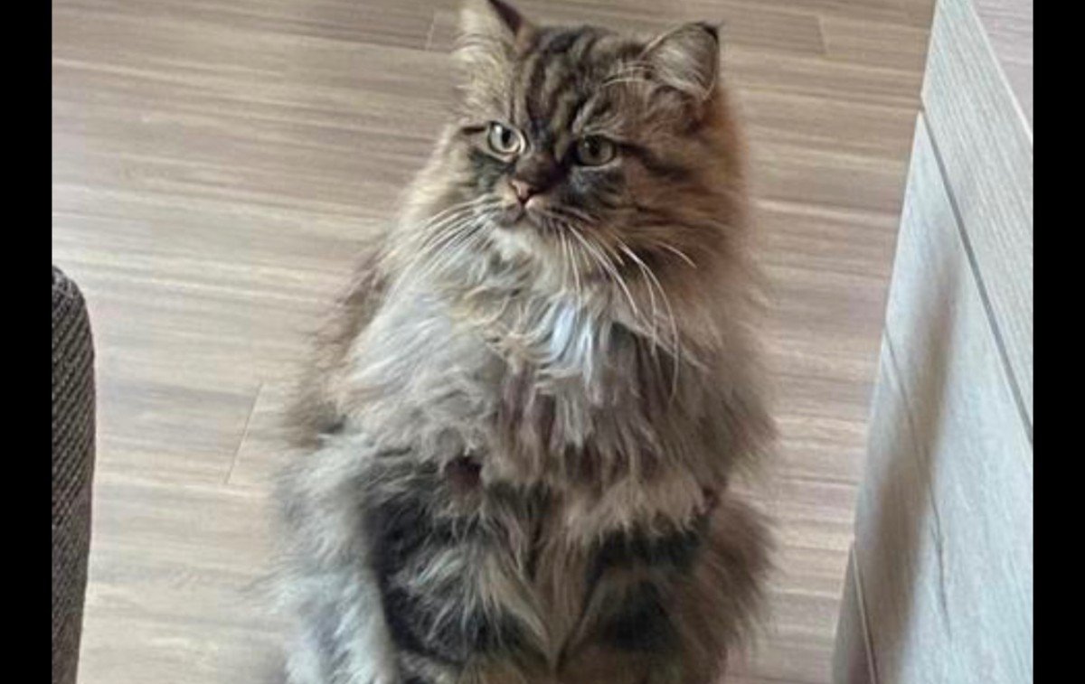 Teddy