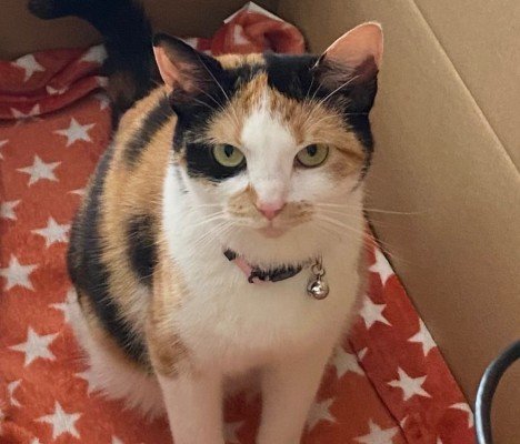 Mimi