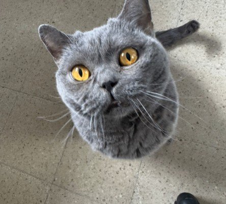 Nona
