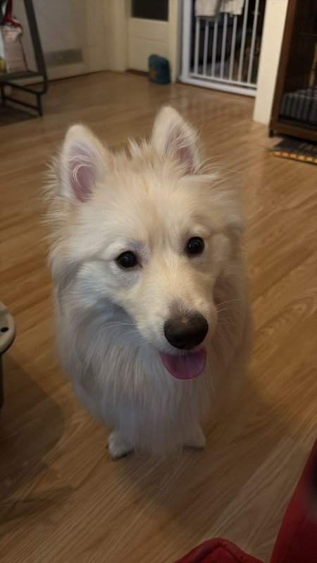 Wolfie