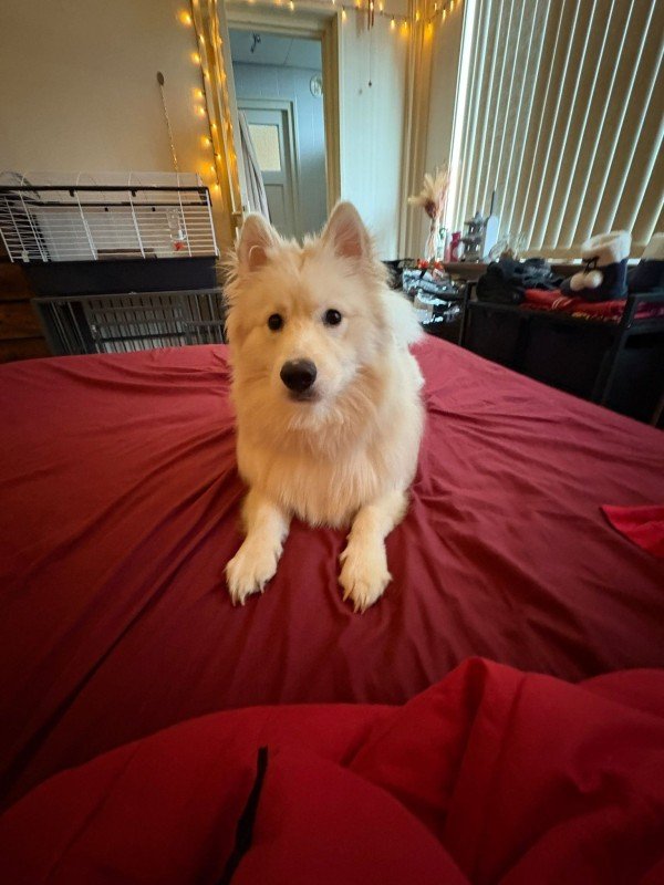 Wolfie