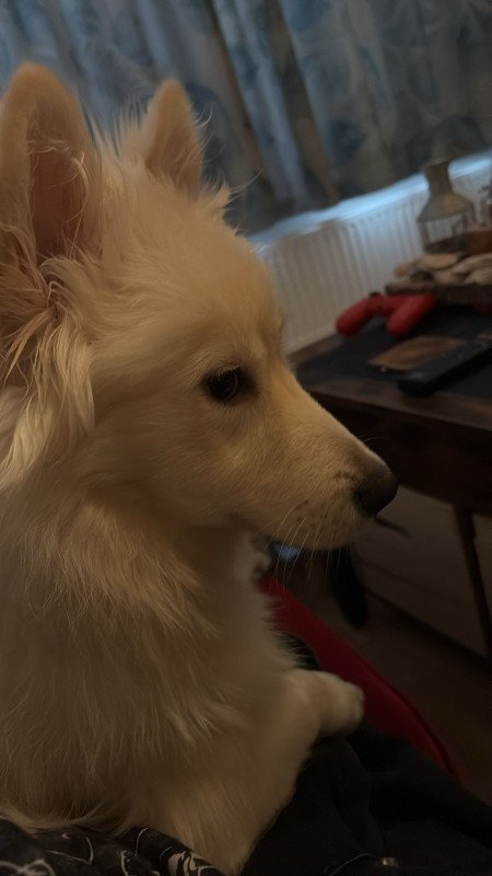 Wolfie