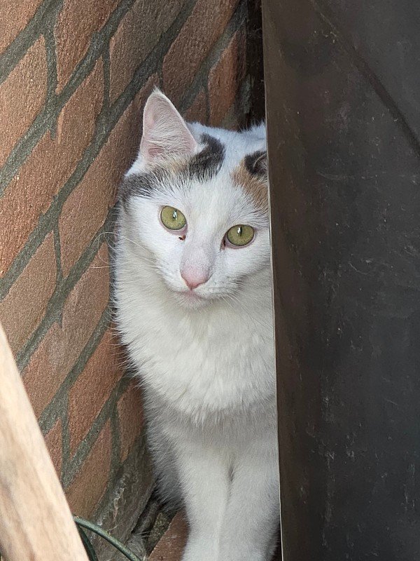 Bibi