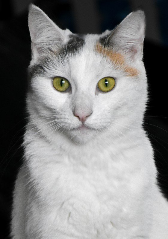 Bibi