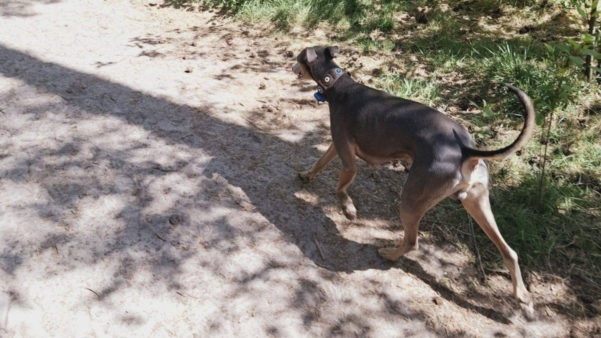 Spike
