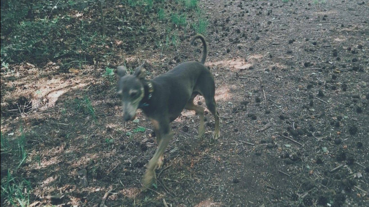 Spike