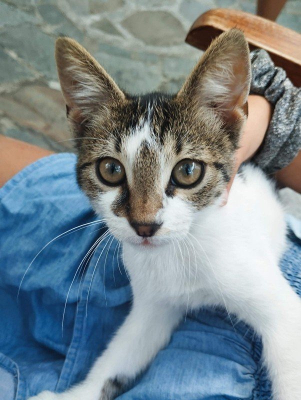 Igelito