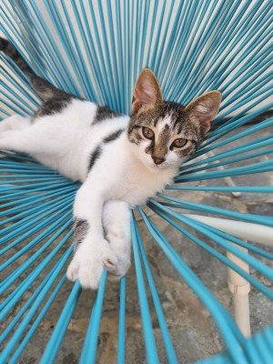 Igelito