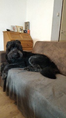 *SPOED* Bruce