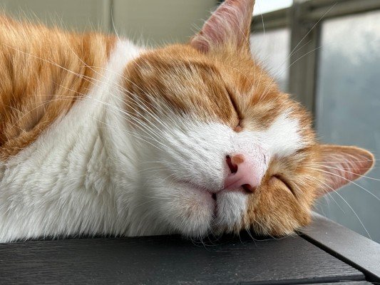 Ziggy