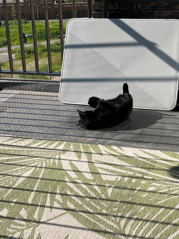 Blacky