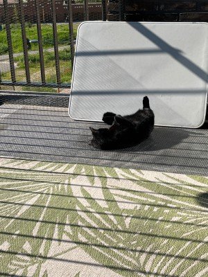 Blacky