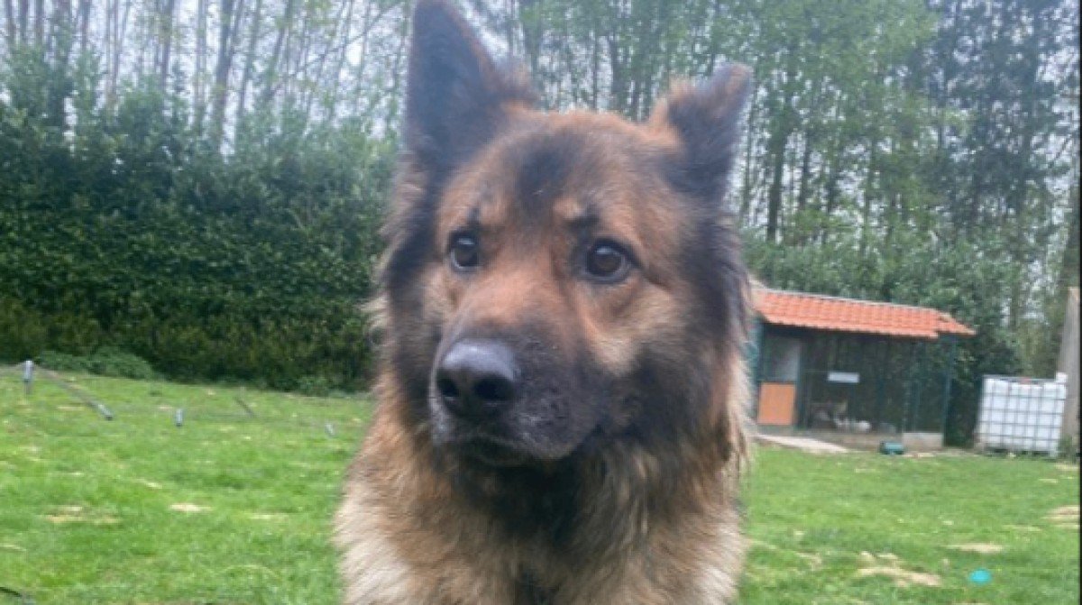 Wiebe