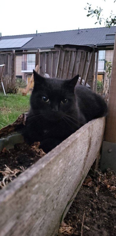 Blacky