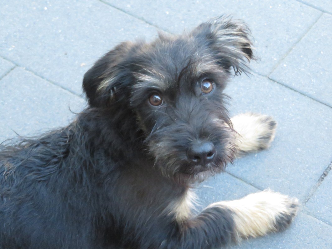 Benji