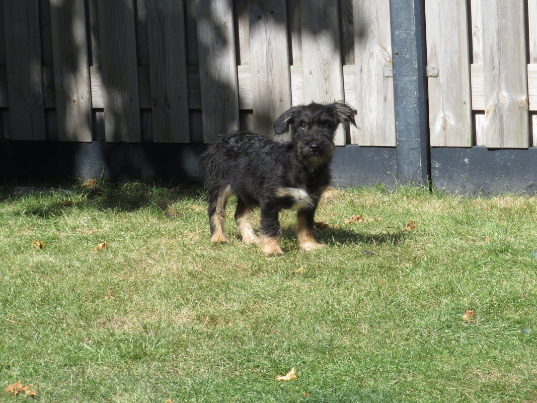 Benji