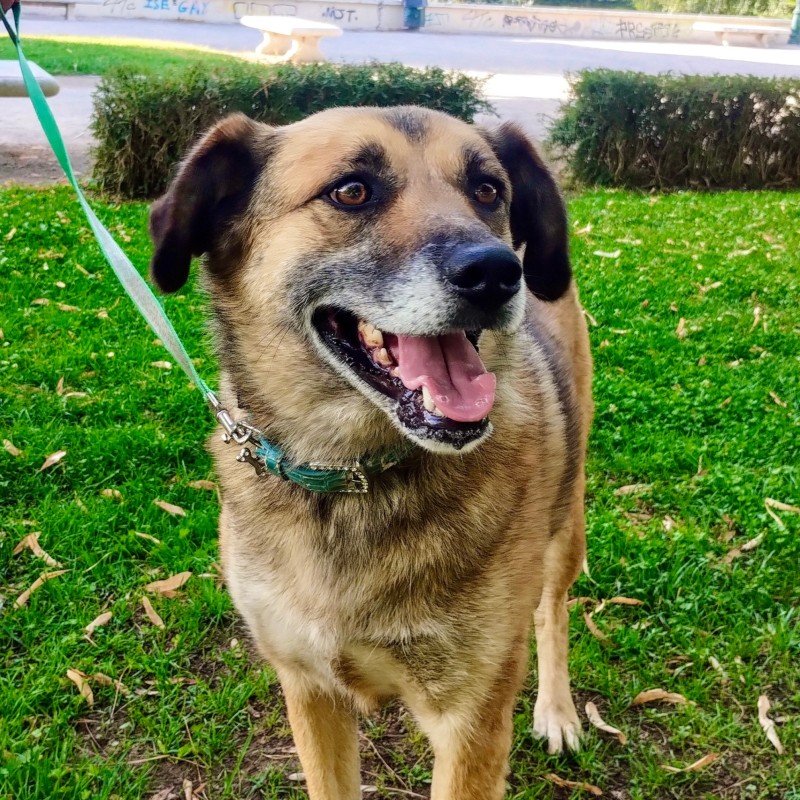 Nala