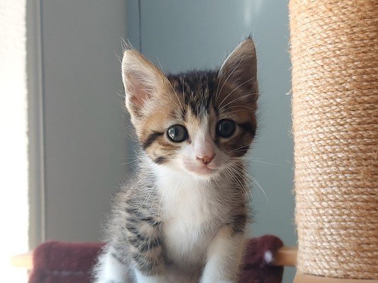 Millie