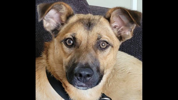 Sookie