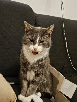 Tijger
