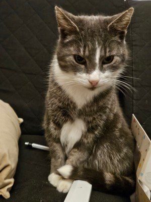 Tijger