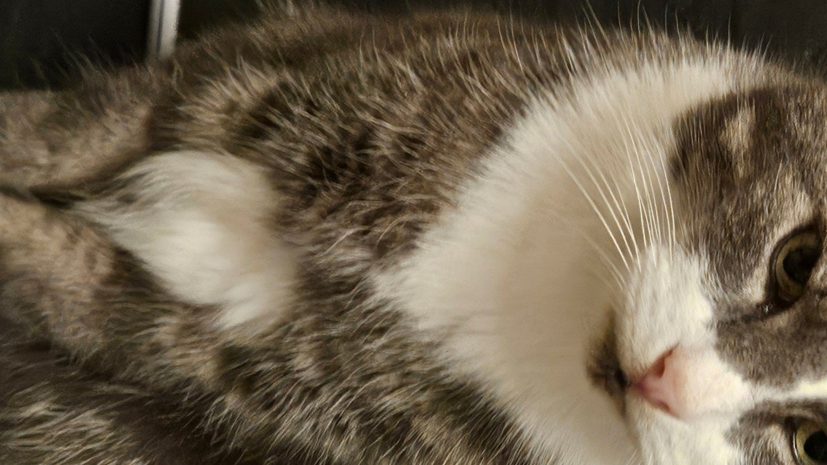 Tijger