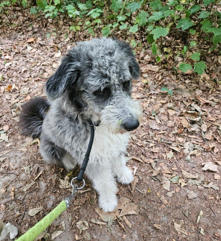 Bella