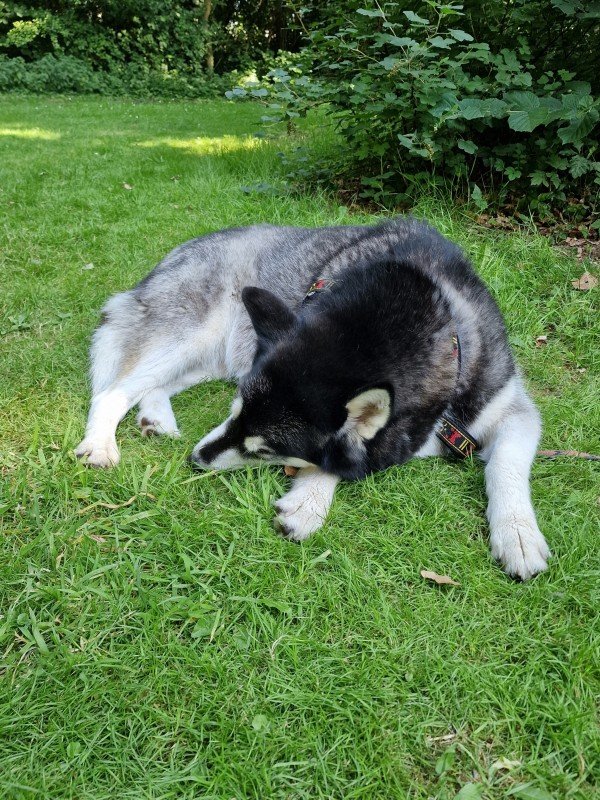Luna