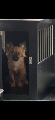 Louie