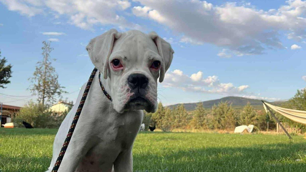 Hugo