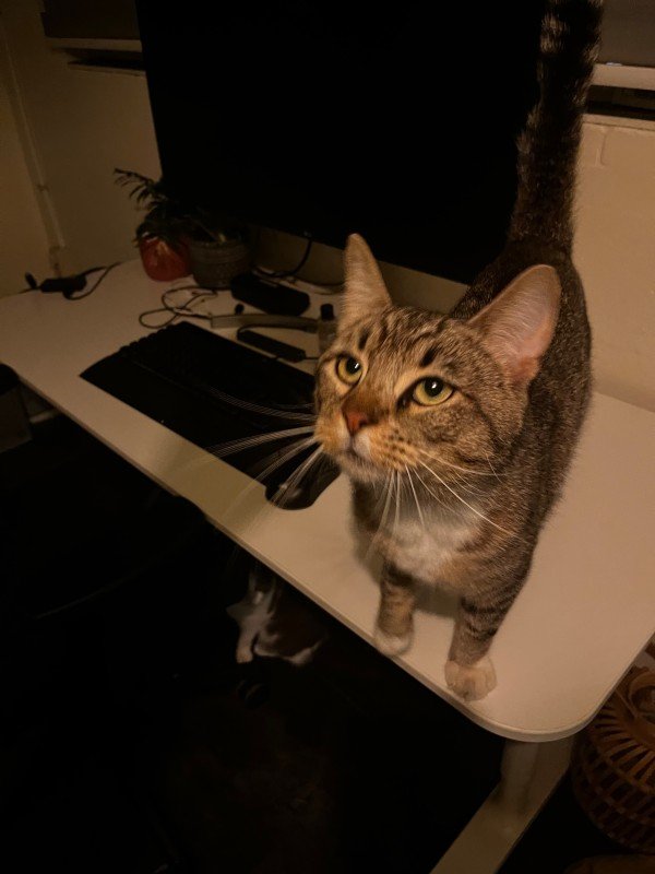 Django