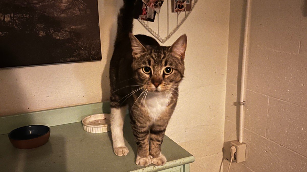 Django
