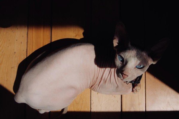 Ramses