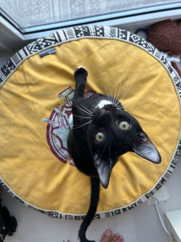 Panther