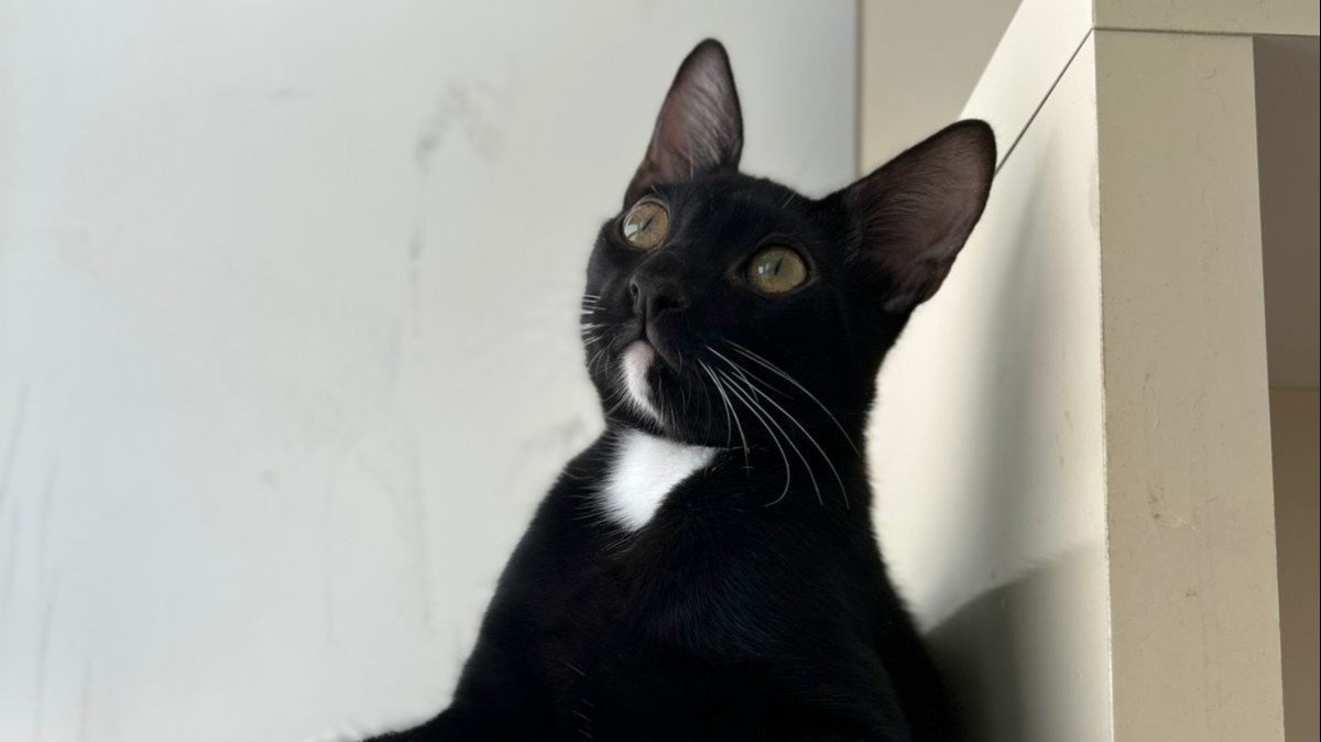 Panther