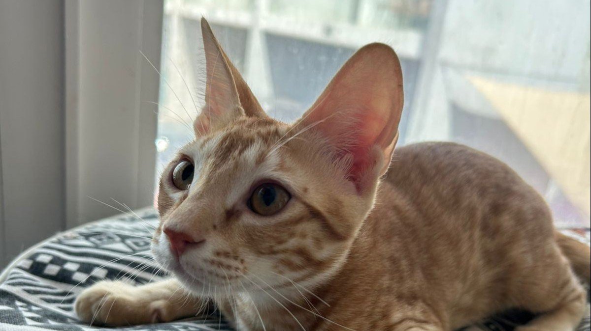 Garfield