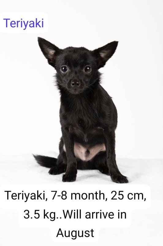 Teri