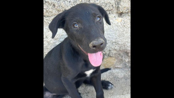 Toby