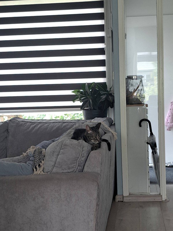 Tijger