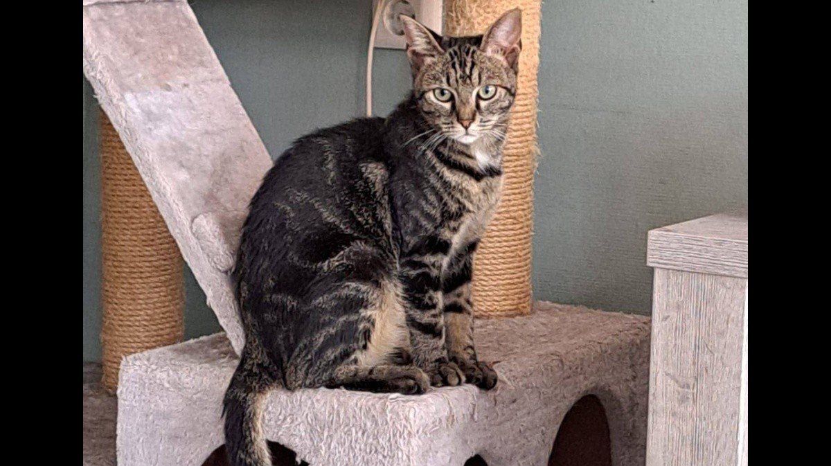 Tijger