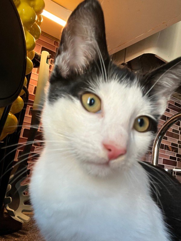 Tijger