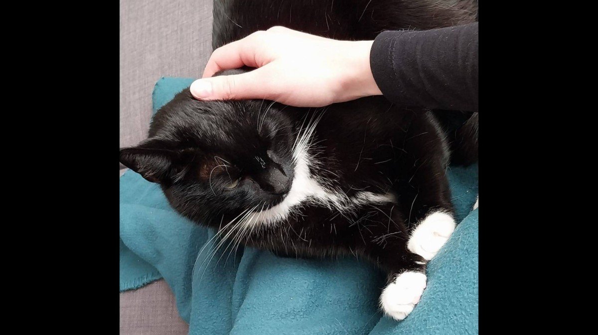 Muis