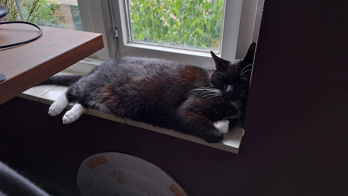 Muis