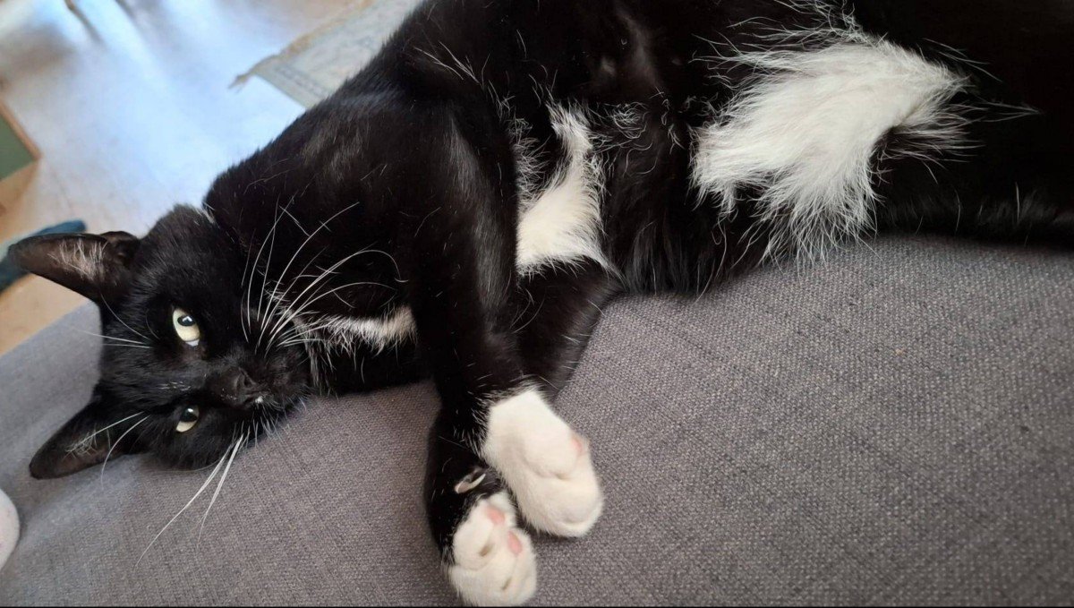 Muis