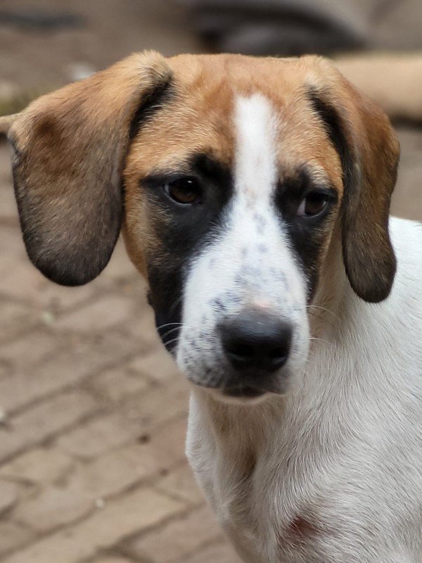 Nova