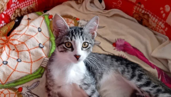 Santi