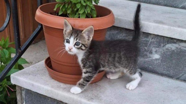 Pip