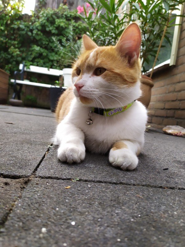 Joep