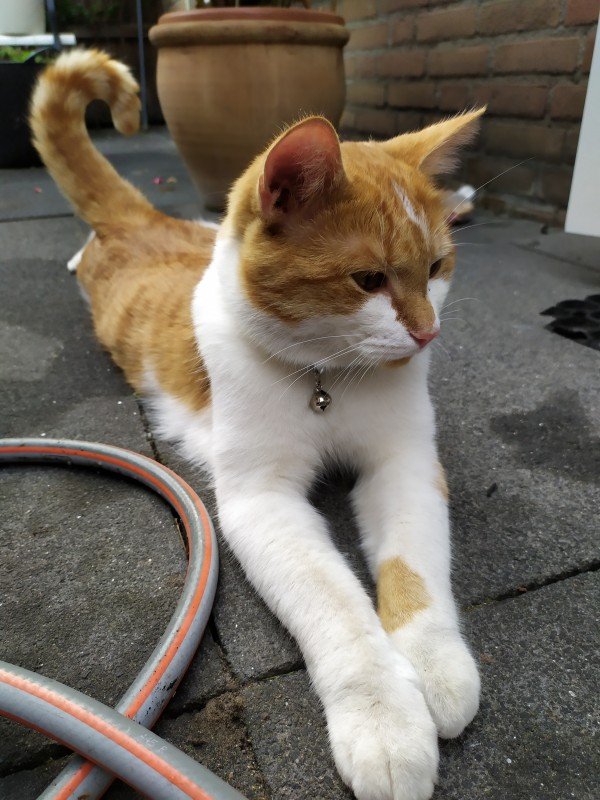 Joep