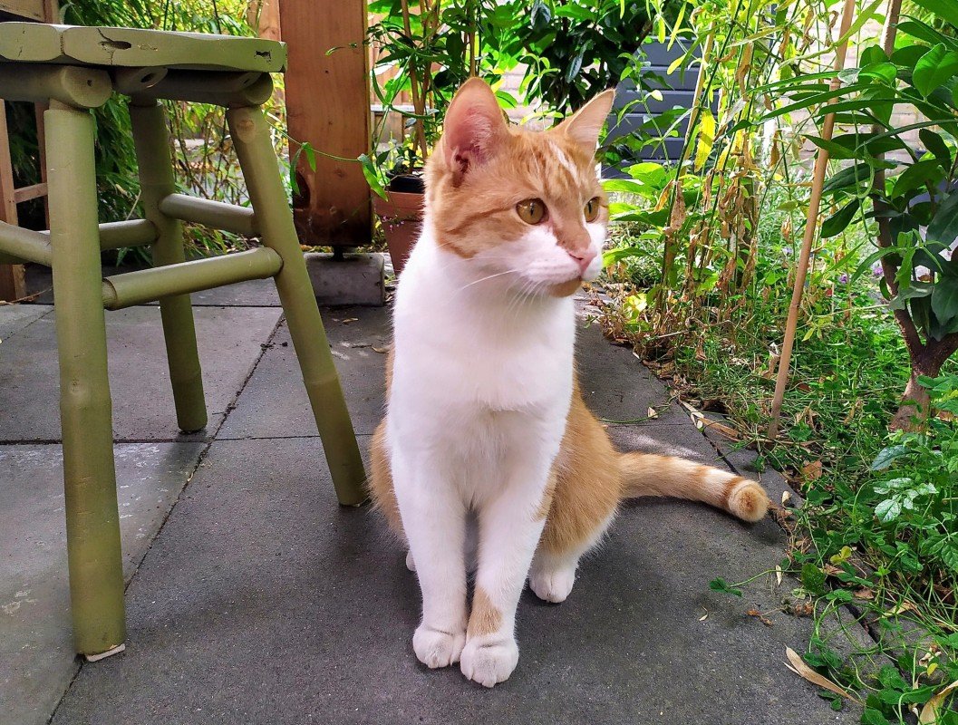 Joep
